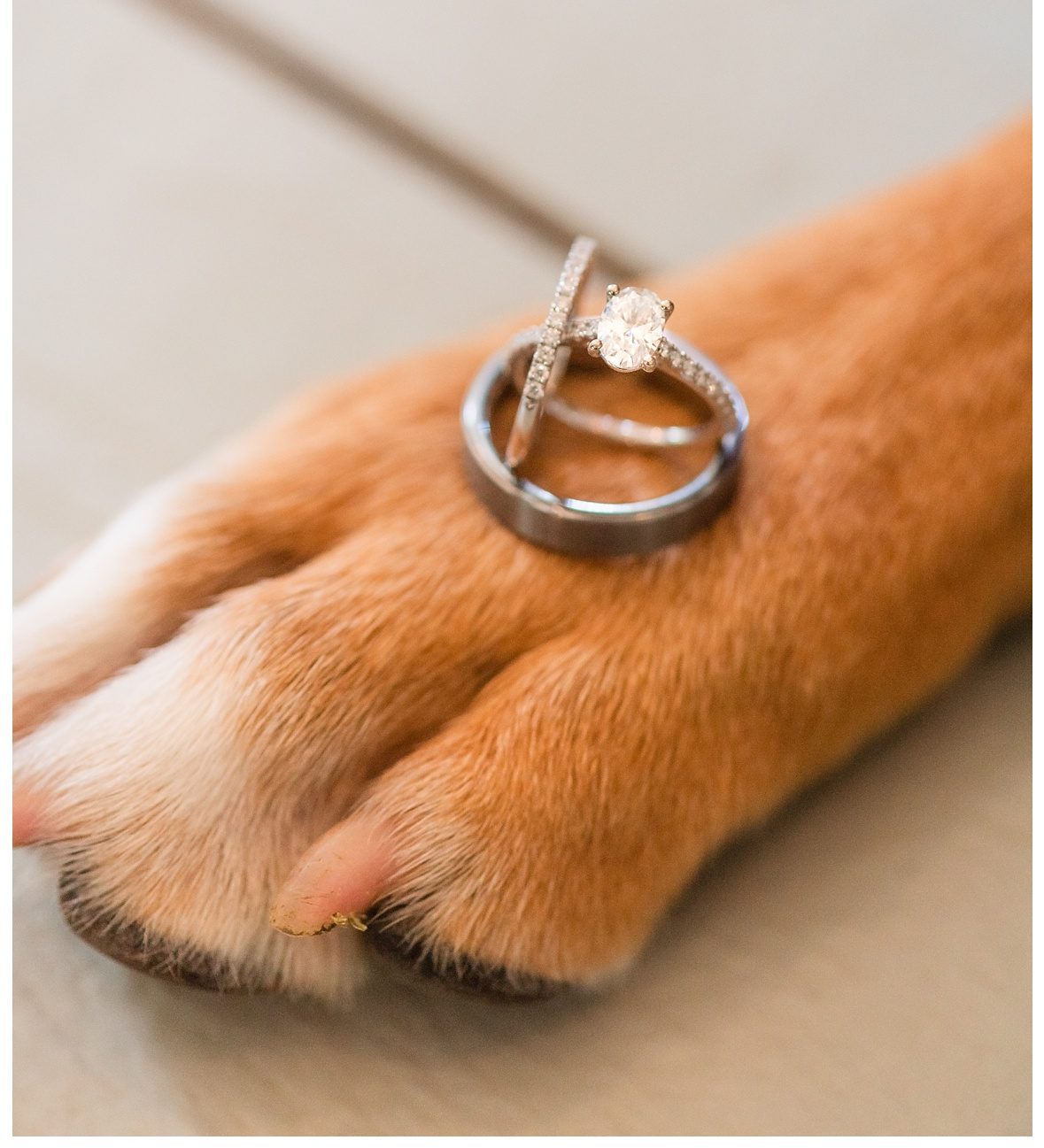 Chattanooga photographer who loves animals with wedding rings balanced on dog paw