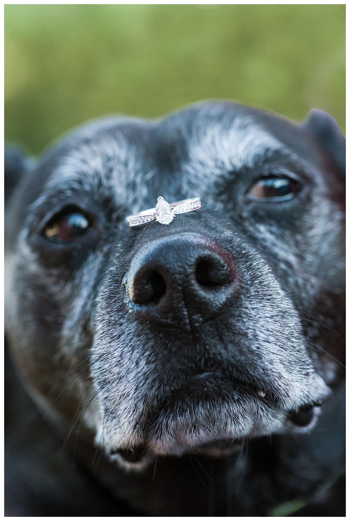 ring on senior dog nose