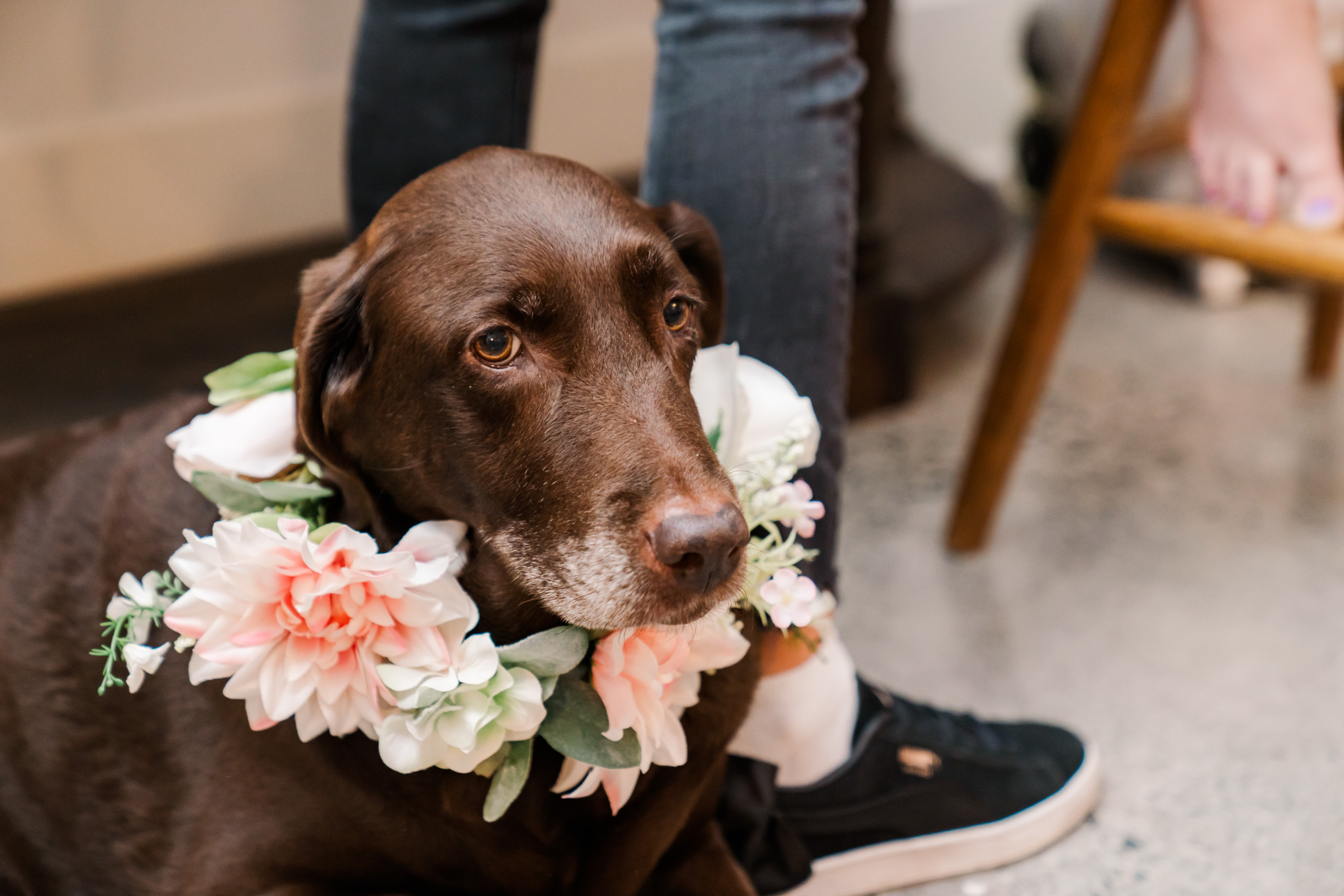 Wedding Day Dog
