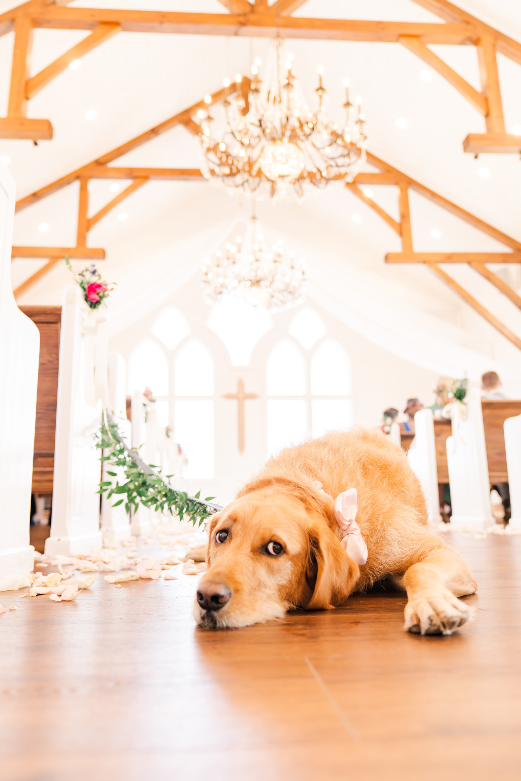 Wedding Aisle and The Dog